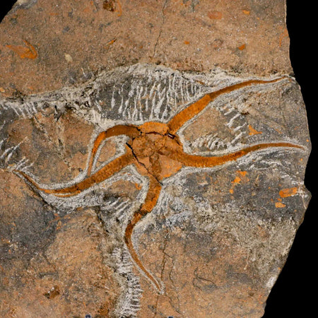 5.5" Brittlestar Ophiura Sp Starfish Fossil Ordovician Age Morocco COA & Stand