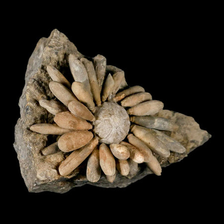 3.3" Highly Detailed Asterocidaris Sea Urchin Fossil Echinoid Boulmane Morocco