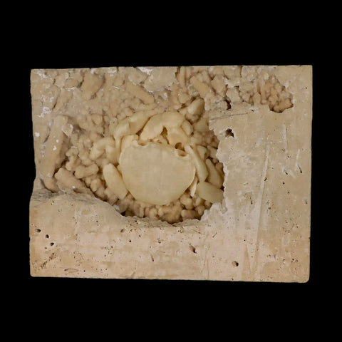 2.2" Potaman Sp Fossil Freshwater Crab In Travertine Denizli Basin Southwest Turkey