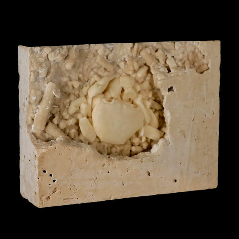 2.2" Potaman Sp Fossil Freshwater Crab In Travertine Denizli Basin Southwest Turkey