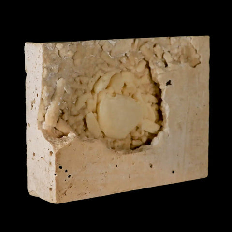 2.2" Potaman Sp Fossil Freshwater Crab In Travertine Denizli Basin Southwest Turkey