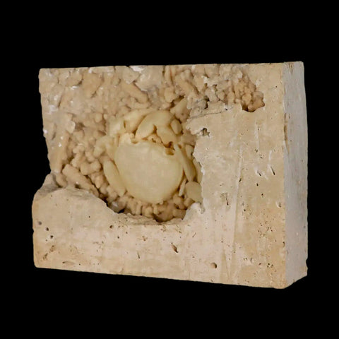 2.2" Potaman Sp Fossil Freshwater Crab In Travertine Denizli Basin Southwest Turkey