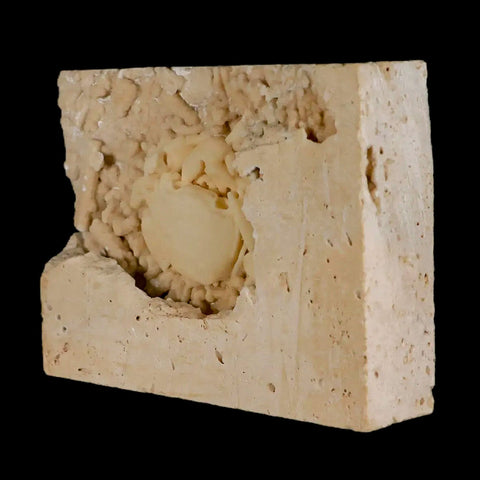 2.2" Potaman Sp Fossil Freshwater Crab In Travertine Denizli Basin Southwest Turkey