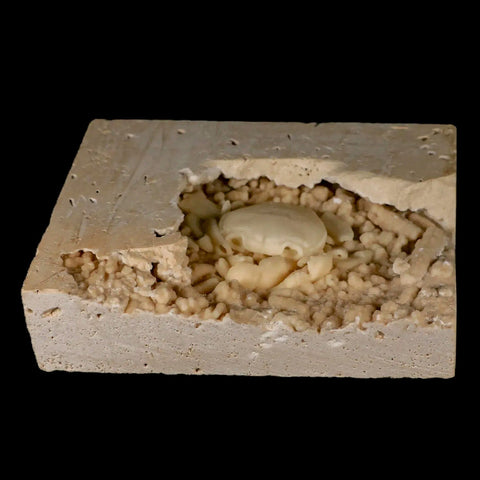 2.2" Potaman Sp Fossil Freshwater Crab In Travertine Denizli Basin Southwest Turkey