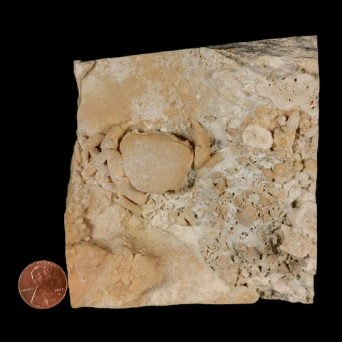 2.2" Potaman Sp Fossil Freshwater Crab In Travertine Denizli Basin Southwest Turkey