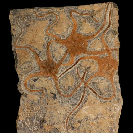 3 Three Brittlestar Ophiura Sp Starfish Fossil Ordovician Age Morocco COA & Stand