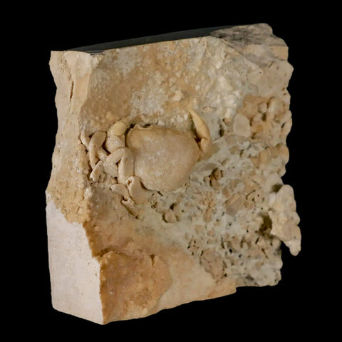 2.2" Potaman Sp Fossil Freshwater Crab In Travertine Denizli Basin Southwest Turkey