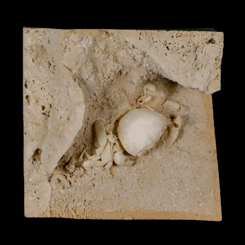 2.3" Potaman Sp Fossil Freshwater Crab In Travertine Denizli Basin Southwest Turkey