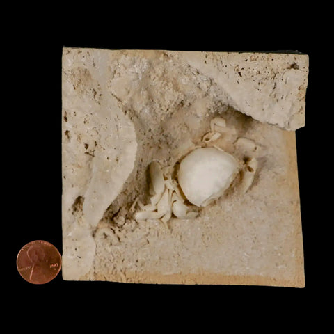 2.3" Potaman Sp Fossil Freshwater Crab In Travertine Denizli Basin Southwest Turkey