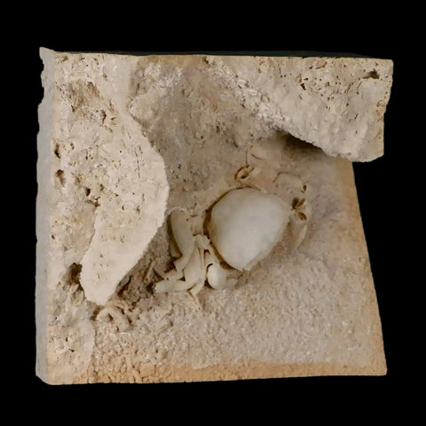 2.3" Potaman Sp Fossil Freshwater Crab In Travertine Denizli Basin Southwest Turkey