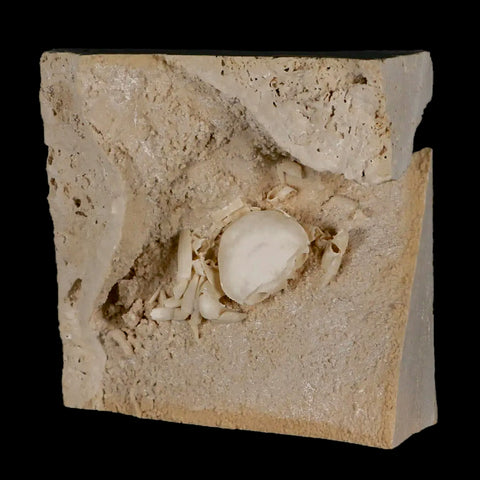 2.3" Potaman Sp Fossil Freshwater Crab In Travertine Denizli Basin Southwest Turkey