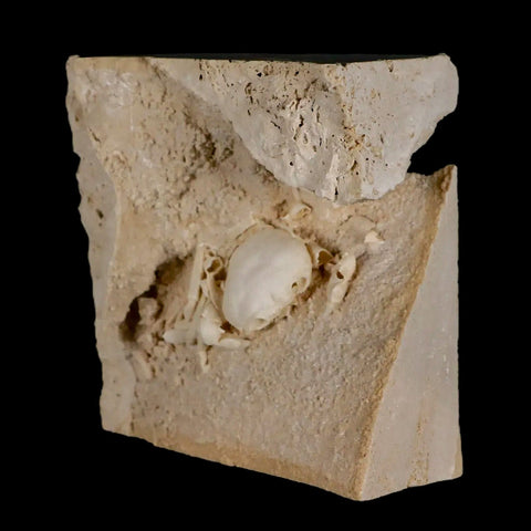 2.3" Potaman Sp Fossil Freshwater Crab In Travertine Denizli Basin Southwest Turkey