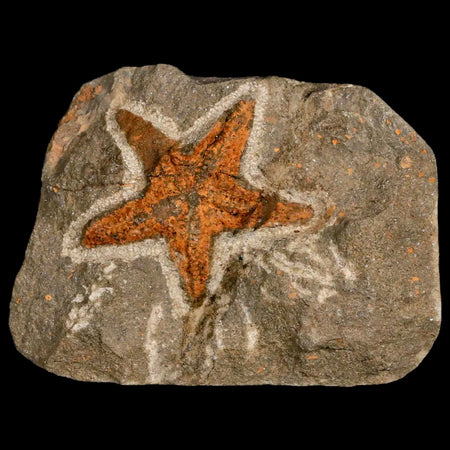 27MM Brittlestar Petraster Starfish Fossil Ordovician Age Blekus Morocco COA