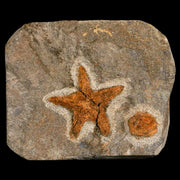 27MM Brittlestar Petraster Starfish Fossil Ordovician Age Blekus Morocco COA