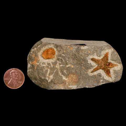 27MM Brittlestar Petraster Starfish Fossil Ordovician Age Blekus Morocco COA - Fossil Age Minerals