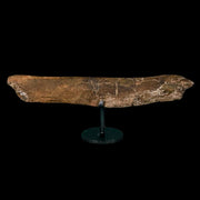 8.1" Triceratops Fossil Rib Bone Hell Creek FM Cretaceous Dinosaur MT COA Metal Stand