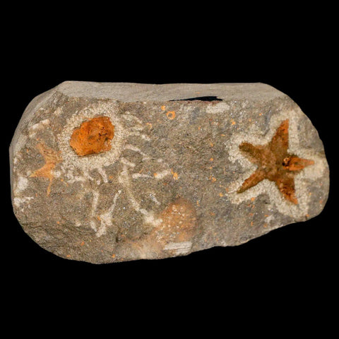 27MM Brittlestar Petraster Starfish Fossil Ordovician Age Blekus Morocco COA - Fossil Age Minerals