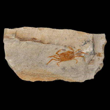 1.2" Fossil Crab Pinnixa Galliheri Pea Crab Monterey Cty San Luis Obispo Miocene Epoch