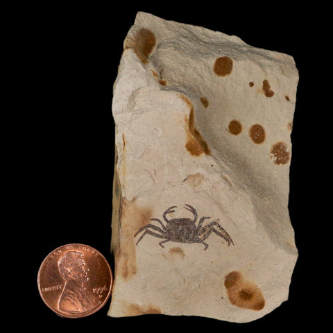 1" Fossil Crab Pinnixa Galliheri Pea Crab Monterey Cty San Luis Obispo Miocene Epoch - Fossil Age Minerals