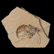 1.6" Fossil Shrimp Carpopenaeus Cretaceous Age 100 Mil Yrs Old Lebanon COA