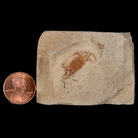 1" Fossil Crab Pinnixa Galliheri Pea Crab Monterey Cty San Luis Obispo Miocene Epoch - Fossil Age Minerals