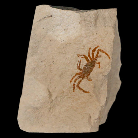 0.8" Fossil Crab Pinnixa Galliheri Pea Crab Monterey Cty San Luis Obispo Miocene Epoch