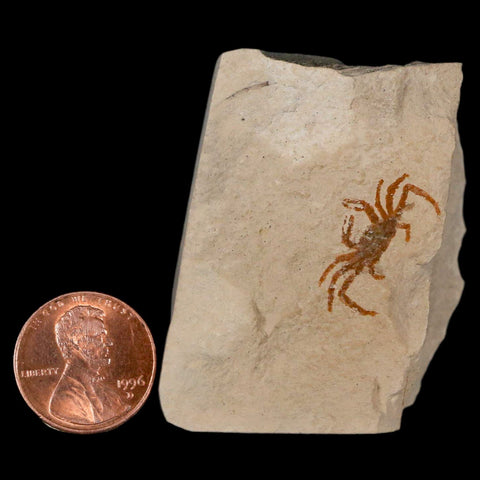 0.8" Fossil Crab Pinnixa Galliheri Pea Crab Monterey Cty San Luis Obispo Miocene Epoch - Fossil Age Minerals