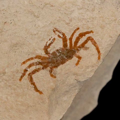 0.8" Fossil Crab Pinnixa Galliheri Pea Crab Monterey Cty San Luis Obispo Miocene Epoch - Fossil Age Minerals