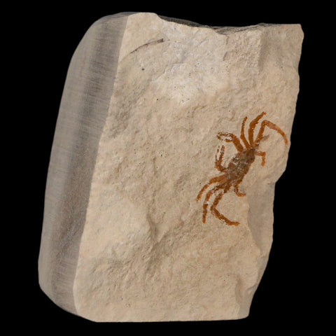 0.8" Fossil Crab Pinnixa Galliheri Pea Crab Monterey Cty San Luis Obispo Miocene Epoch - Fossil Age Minerals