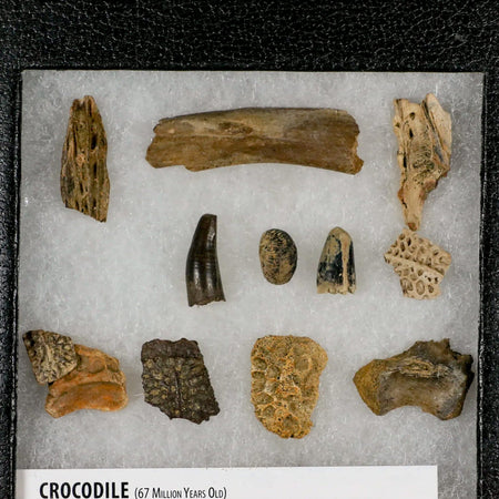 Crocodile Scute Armor Dermal Plates Teeth, Fossil Bones Dinosaur Age Hell Creek MT