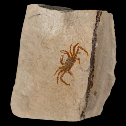 0.8" Fossil Crab Pinnixa Galliheri Pea Crab Monterey Cty San Luis Obispo Miocene Epoch - Fossil Age Minerals