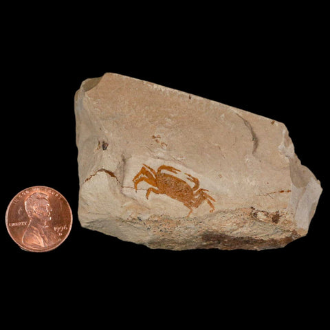 0.9" Fossil Crab Pinnixa Galliheri Pea Crab Monterey Cty San Luis Obispo Miocene Epoch - Fossil Age Minerals