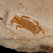 0.9" Fossil Crab Pinnixa Galliheri Pea Crab Monterey Cty San Luis Obispo Miocene Epoch