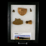 Crocodile Scute Armor Dermal Plates Teeth, Fossil Bones Dinosaur Age Hell Creek MT