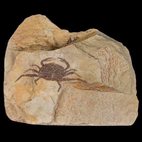 1.2" Fossil Crab Pinnixa Galliheri Pea Crab Monterey Cty San Luis Obispo Miocene Epoch