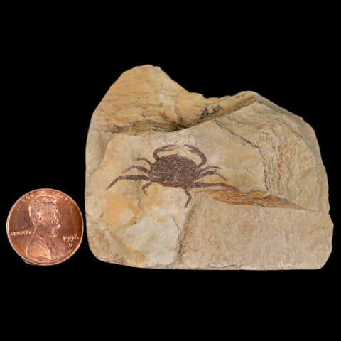 1.2" Fossil Crab Pinnixa Galliheri Pea Crab Monterey Cty San Luis Obispo Miocene Epoch