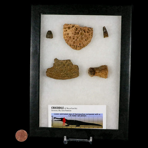 Crocodile Scute Armor Dermal Plates Teeth, Fossil Bones Dinosaur Age Hell Creek MT