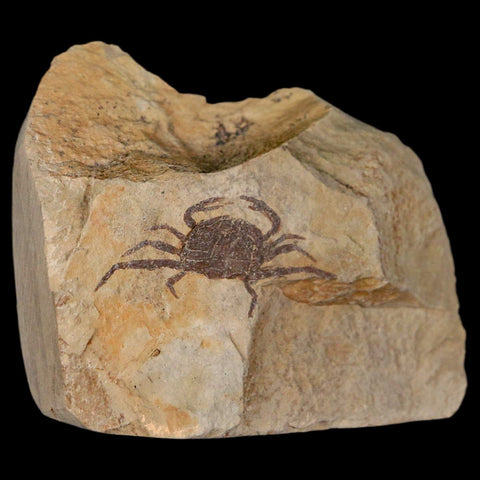 1.2" Fossil Crab Pinnixa Galliheri Pea Crab Monterey Cty San Luis Obispo Miocene Epoch