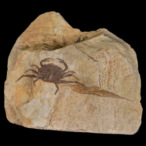 1.2" Fossil Crab Pinnixa Galliheri Pea Crab Monterey Cty San Luis Obispo Miocene Epoch