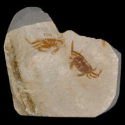 2 Two Fossil Crab Pinnixa Galliheri Pea Crab Monterey Cty San Luis Obispo Miocene COA