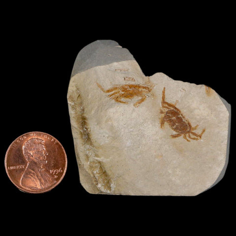 2 Two Fossil Crab Pinnixa Galliheri Pea Crab Monterey Cty San Luis Obispo Miocene COA