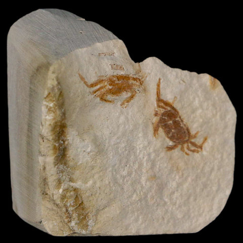 2 Two Fossil Crab Pinnixa Galliheri Pea Crab Monterey Cty San Luis Obispo Miocene COA