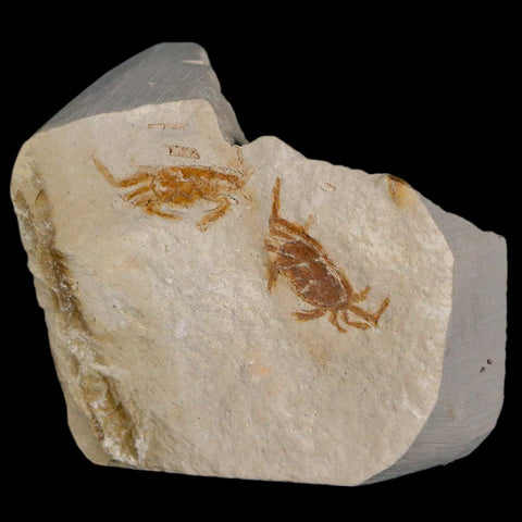 2 Two Fossil Crab Pinnixa Galliheri Pea Crab Monterey Cty San Luis Obispo Miocene COA