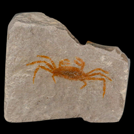 1.4" Fossil Crab Pinnixa Galliheri Pea Crab Monterey Cty San Luis Obispo Miocene Epoch