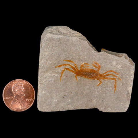 1.4" Fossil Crab Pinnixa Galliheri Pea Crab Monterey Cty San Luis Obispo Miocene Epoch