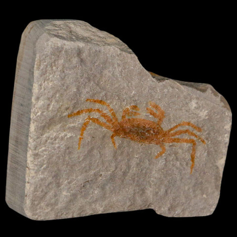 1.4" Fossil Crab Pinnixa Galliheri Pea Crab Monterey Cty San Luis Obispo Miocene Epoch