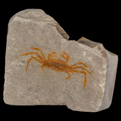 1.4" Fossil Crab Pinnixa Galliheri Pea Crab Monterey Cty San Luis Obispo Miocene Epoch