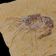 1.9" Fossil Shrimp Carpopenaeus Cretaceous Age 100 Mil Yrs Old Lebanon COA