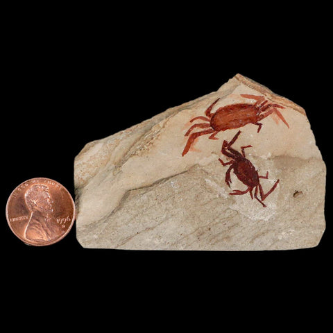 2 Two Fossil Crab Pinnixa Galliheri Pea Crab Monterey Cty San Luis Obispo Miocene COA