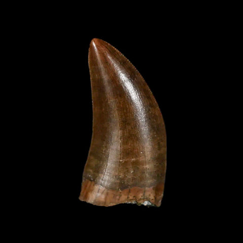 1" Tyrannosaur Serrated Fossil Tooth Cretaceous Dinosaur Judith River FM MT COA - Fossil Age Minerals